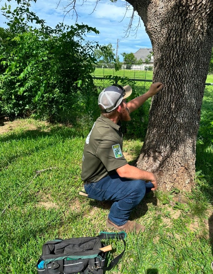 Tree Service vs. Arborist: What's the Difference?