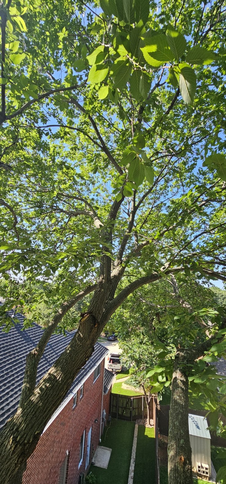 What Is an ISA Certified Arborist?