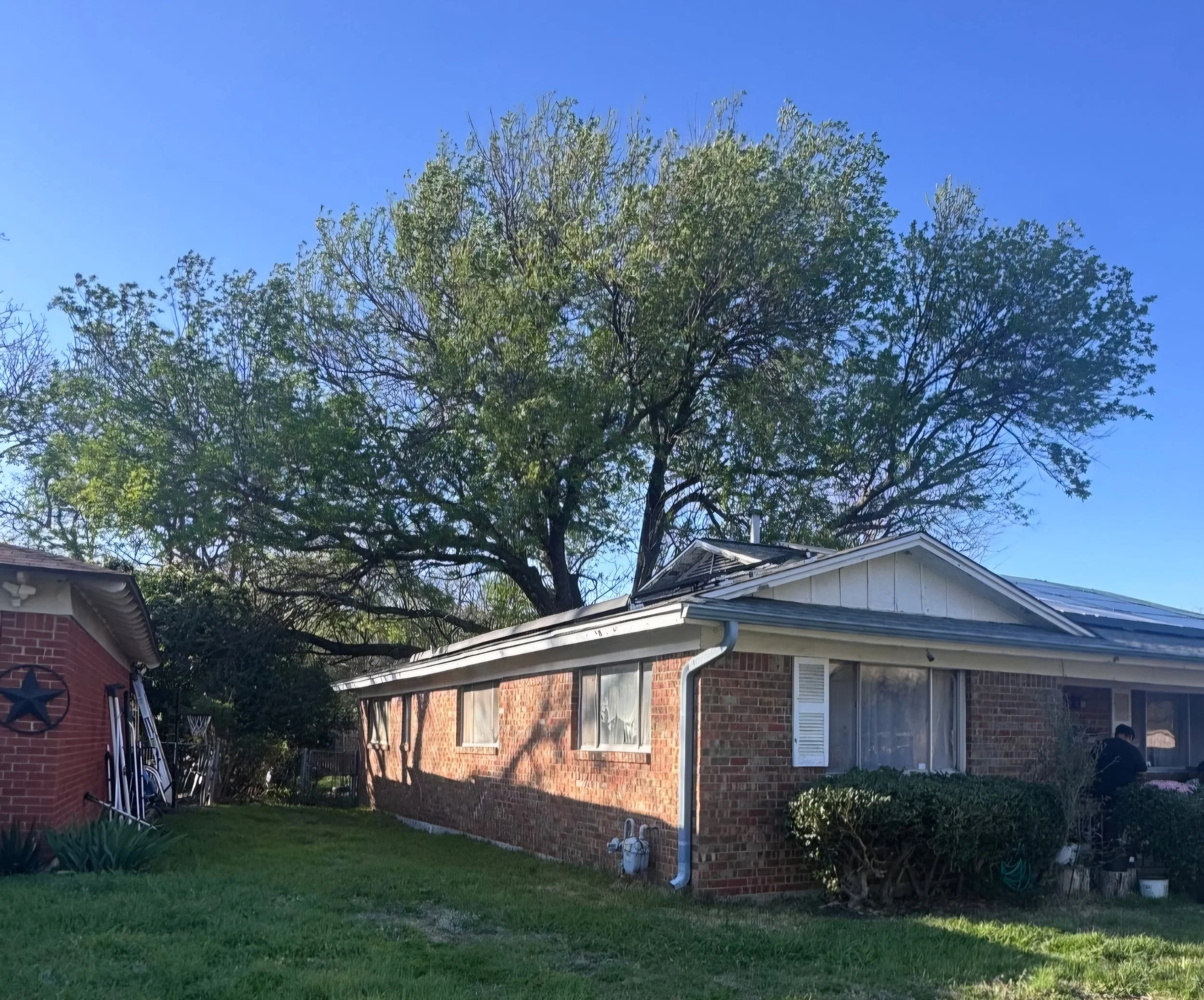 When Should a Tree Be Removed?