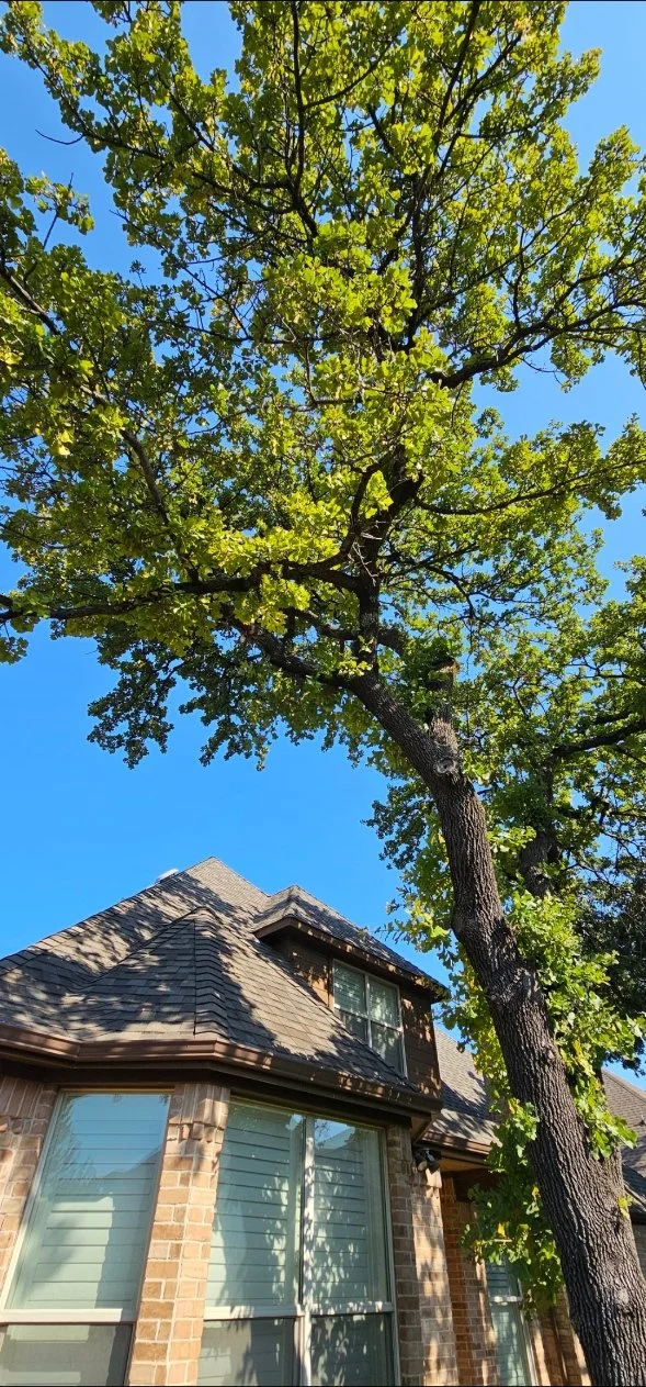 Signs a Tree May Be Unsafe