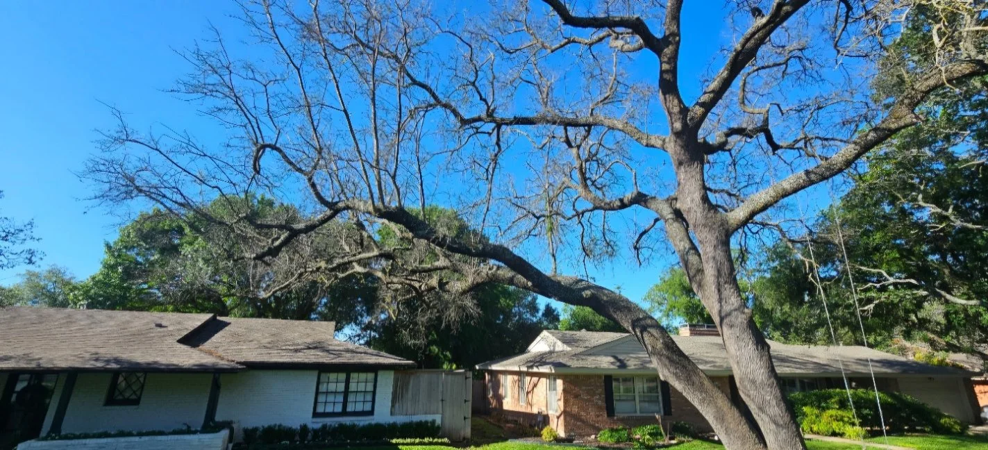 Large leafless tree in front of two single-story houses with short grass and bushes, under a clear blue sky.