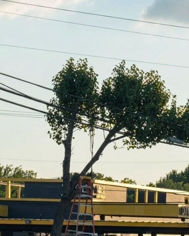 Tree leaning onto utility wires near a building under construction with yellow framing and black panels.