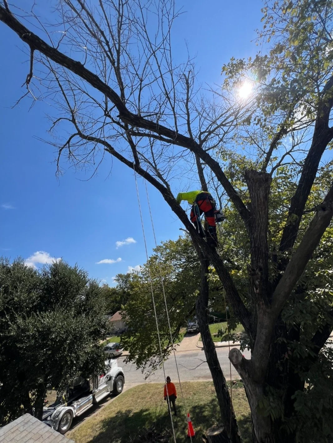 A person in safety gear climbing a tree with the help of ropes, while another person on the ground manages the equipment. The scene is outdoors on a sunny day with a clear blue sky.