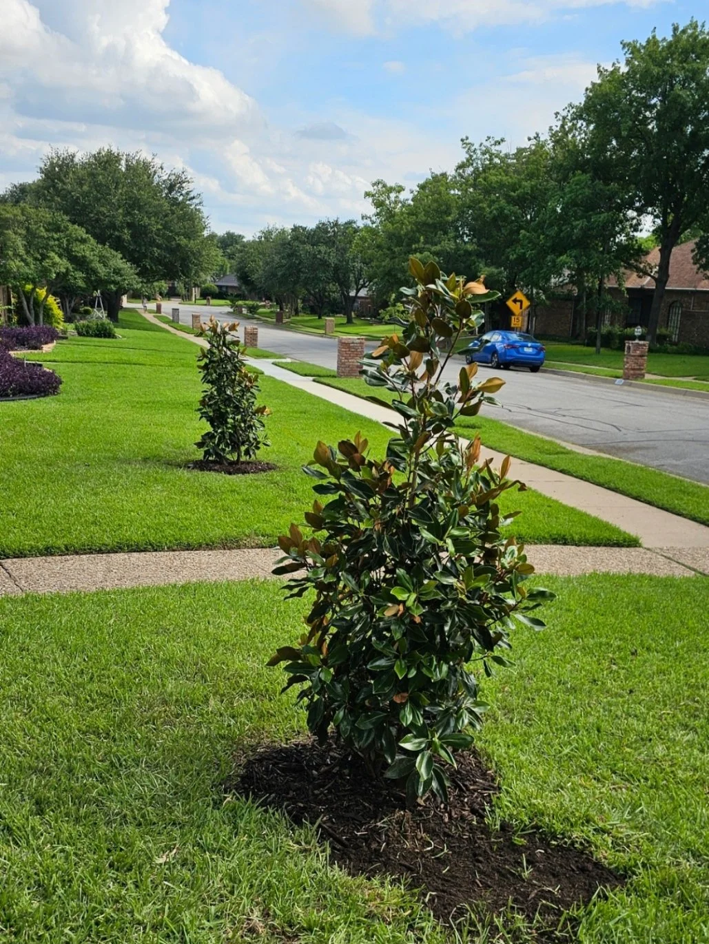 A suburban street with neatly manicured lawns, small trees planted along the sidewalk, and a blue car parked on the street. Signs indicate a curve ahead and a speed limit of 15 mph. The sky is partly cloudy with lush green trees lining the street.