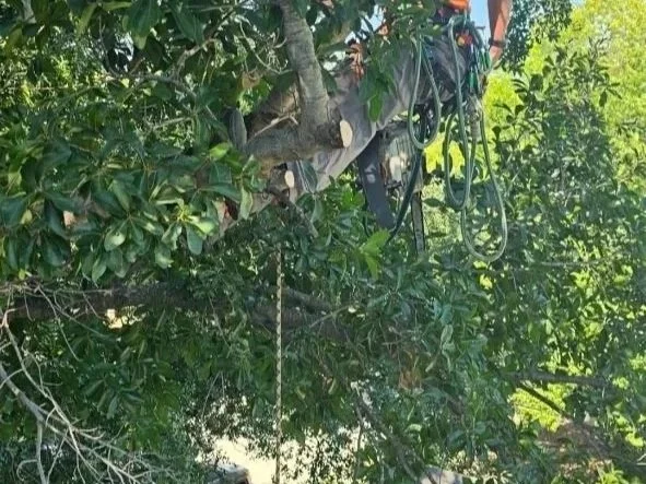 Tree climber wearing safety gear and harnesses on a large tree.