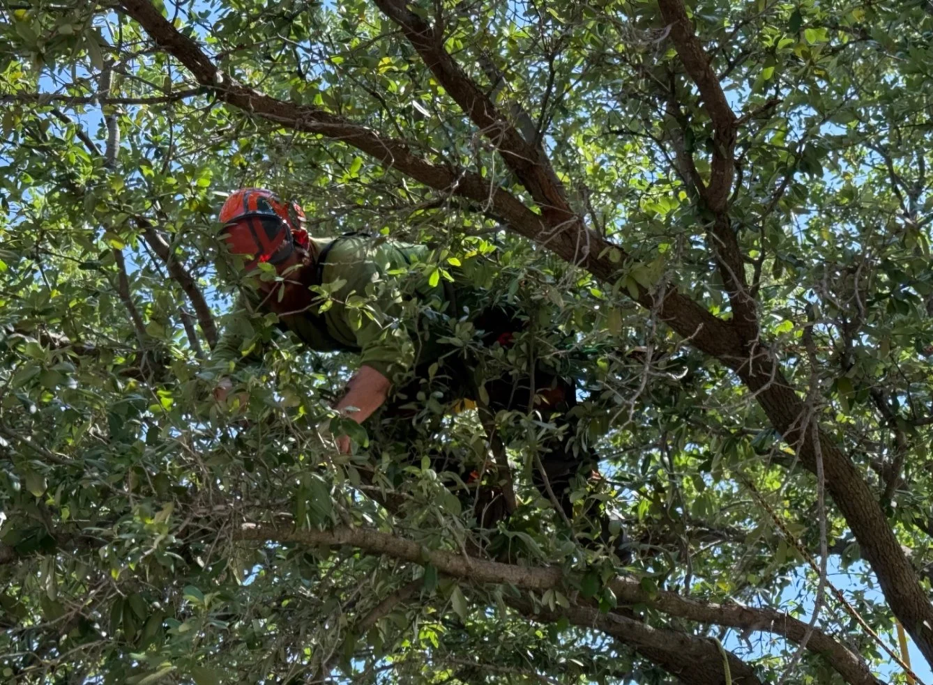A person wearing a bright orange helmet and outdoor clothing is climbing or working in a tree lush with green leaves, with a clear blue sky visible behind.