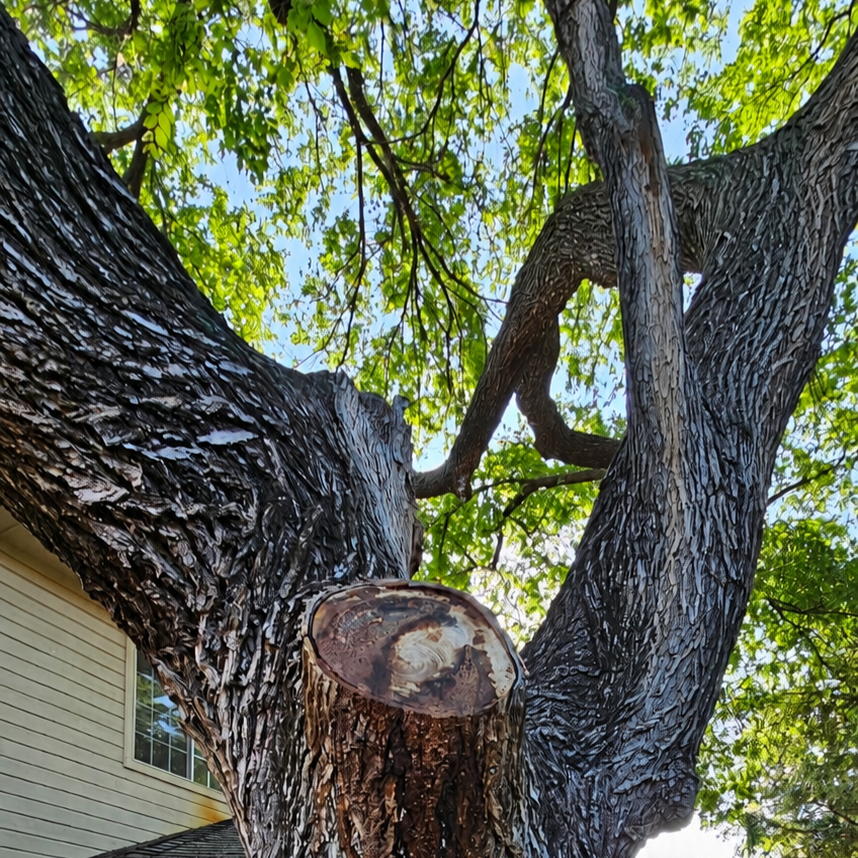 Close-up view of a large tree trunk with freshly cut branch and green leaves overhead.