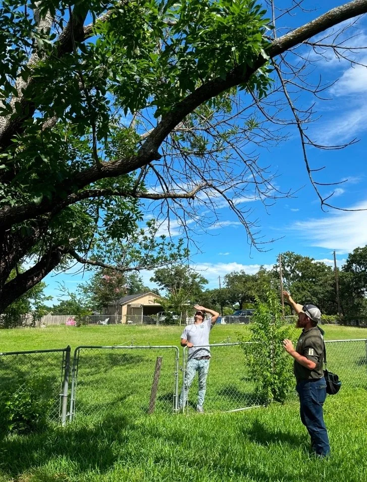 Two people are inspecting a large tree in a grassy yard, with one person pointing up at the tree and the other looking up and shading his eyes from the sun. The scene is bright with a clear blue sky.