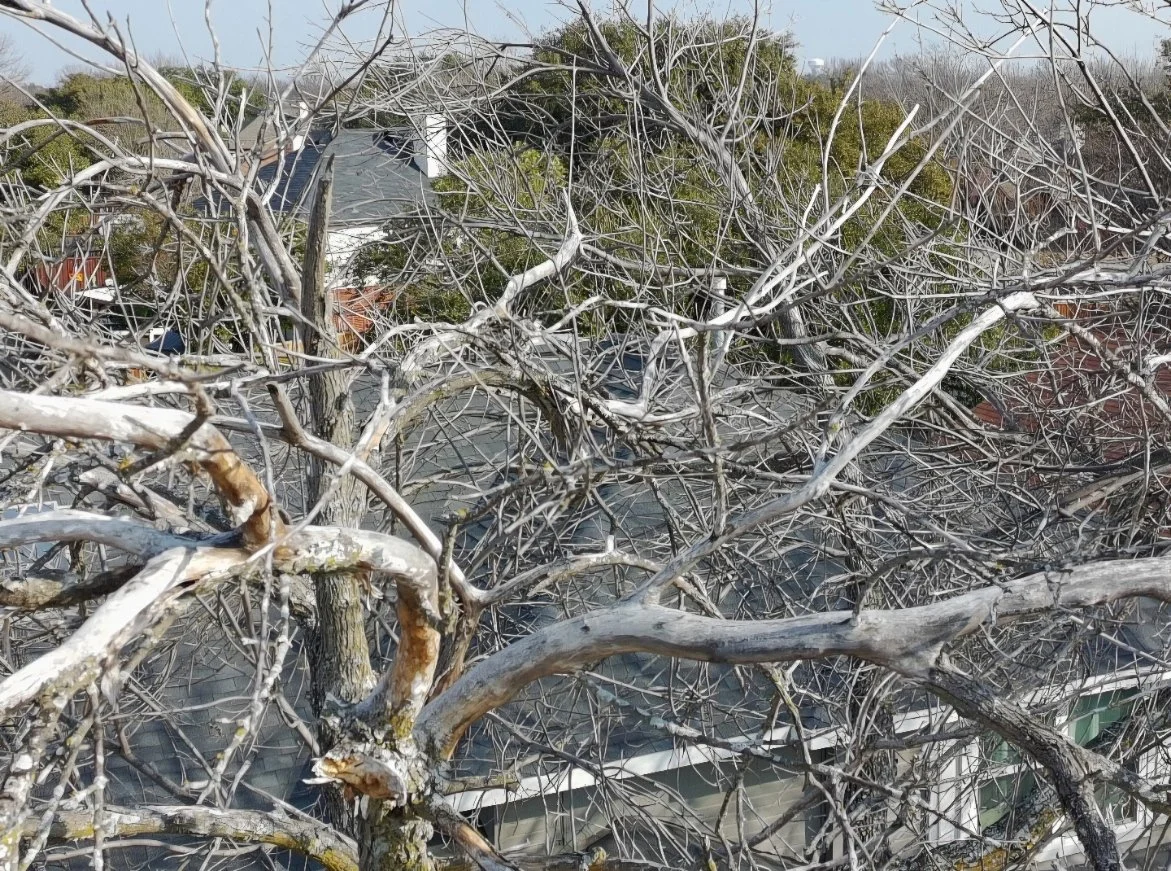 A leafless tree with numerous intertwined branches over a building with a dark roof.