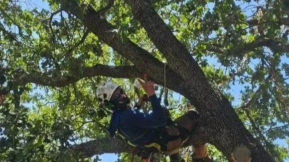 A person wearing climbing gear and a helmet is descending a large tree using a rope, surrounded by green leaves and open sky.