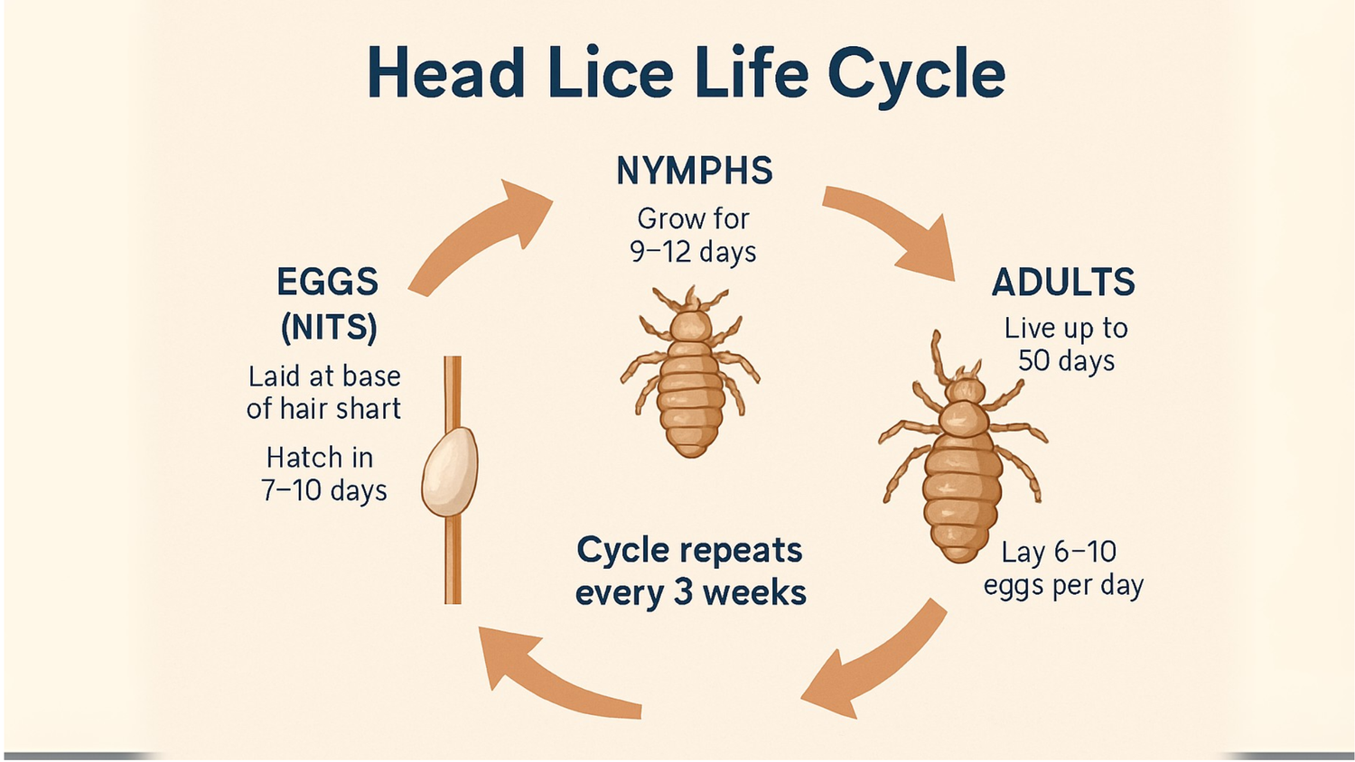 What Parents Should Know About Lice — premierlicespa.com