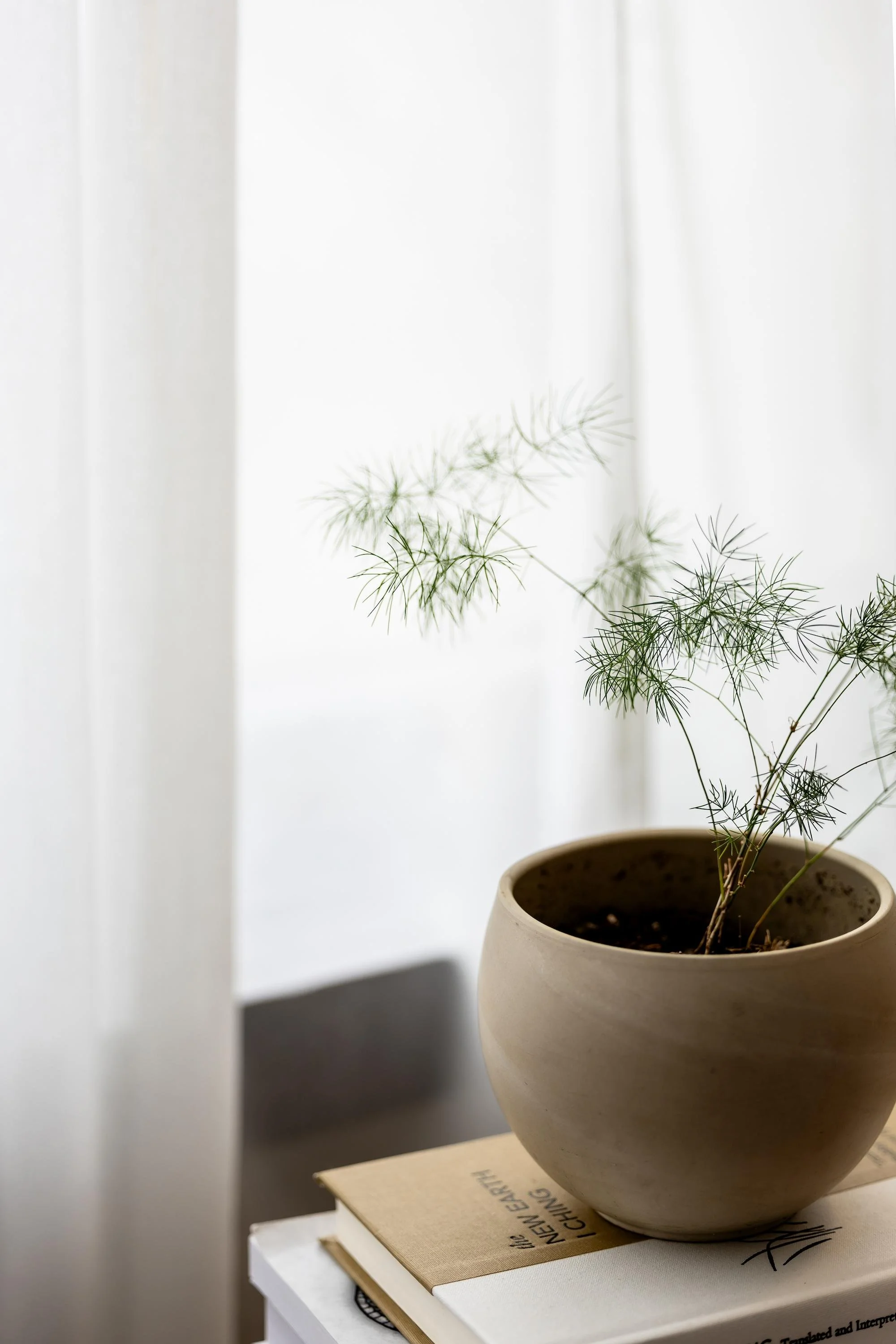 A potted plant with delicate, thin leaves sits on top of two books, with a white curtain in the background letting in soft light.