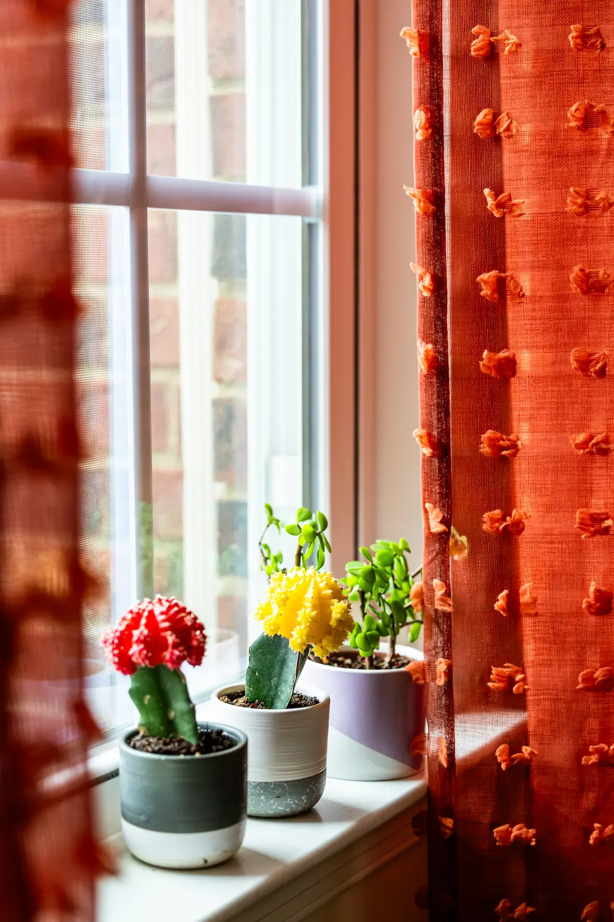 Window sill with three potted cacti and succulents, partially covered by orange curtains with textured pom-pom details, sunlight coming through the window.
