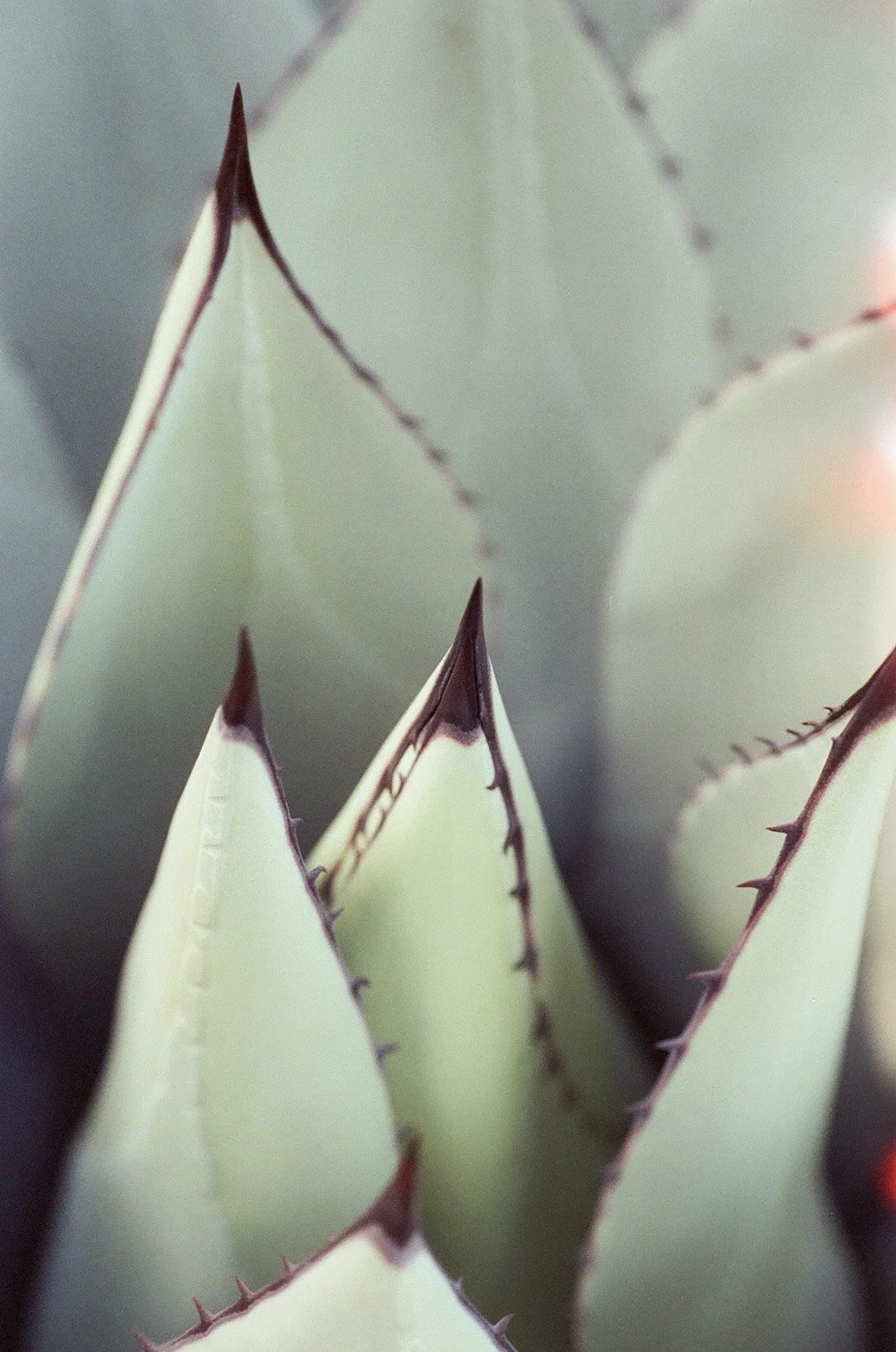 Photo by @aminamitsunami 