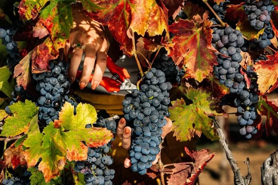 Zinfandel grapes at Dancing Estate Emma Kruch/Emma K Creative