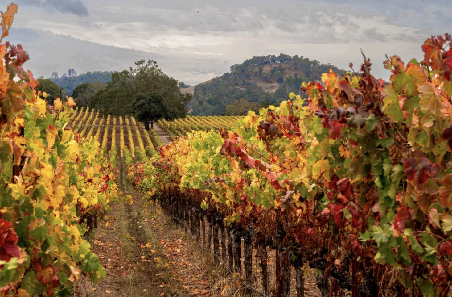 scenic vineyard with rows of grapevines on rolling hills.