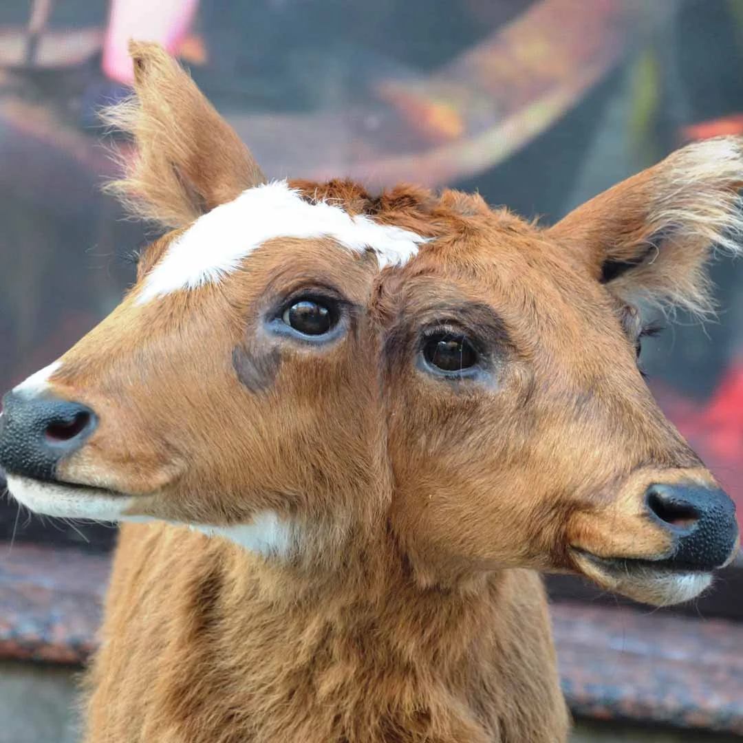 The Power of Consistency: Why a Cohesive Visual Identity Builds Trust