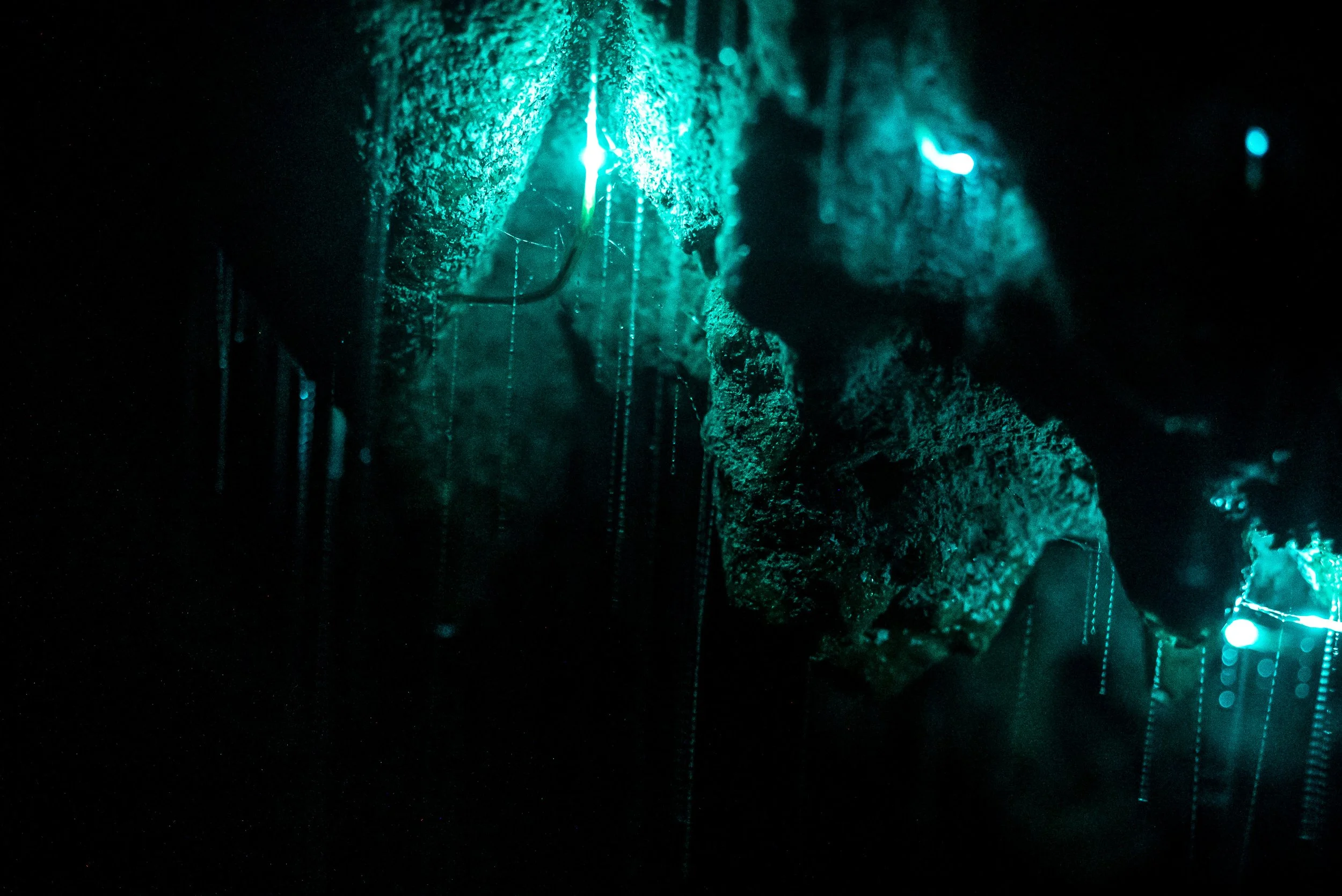 Glow Worms Macro_1016.jpg