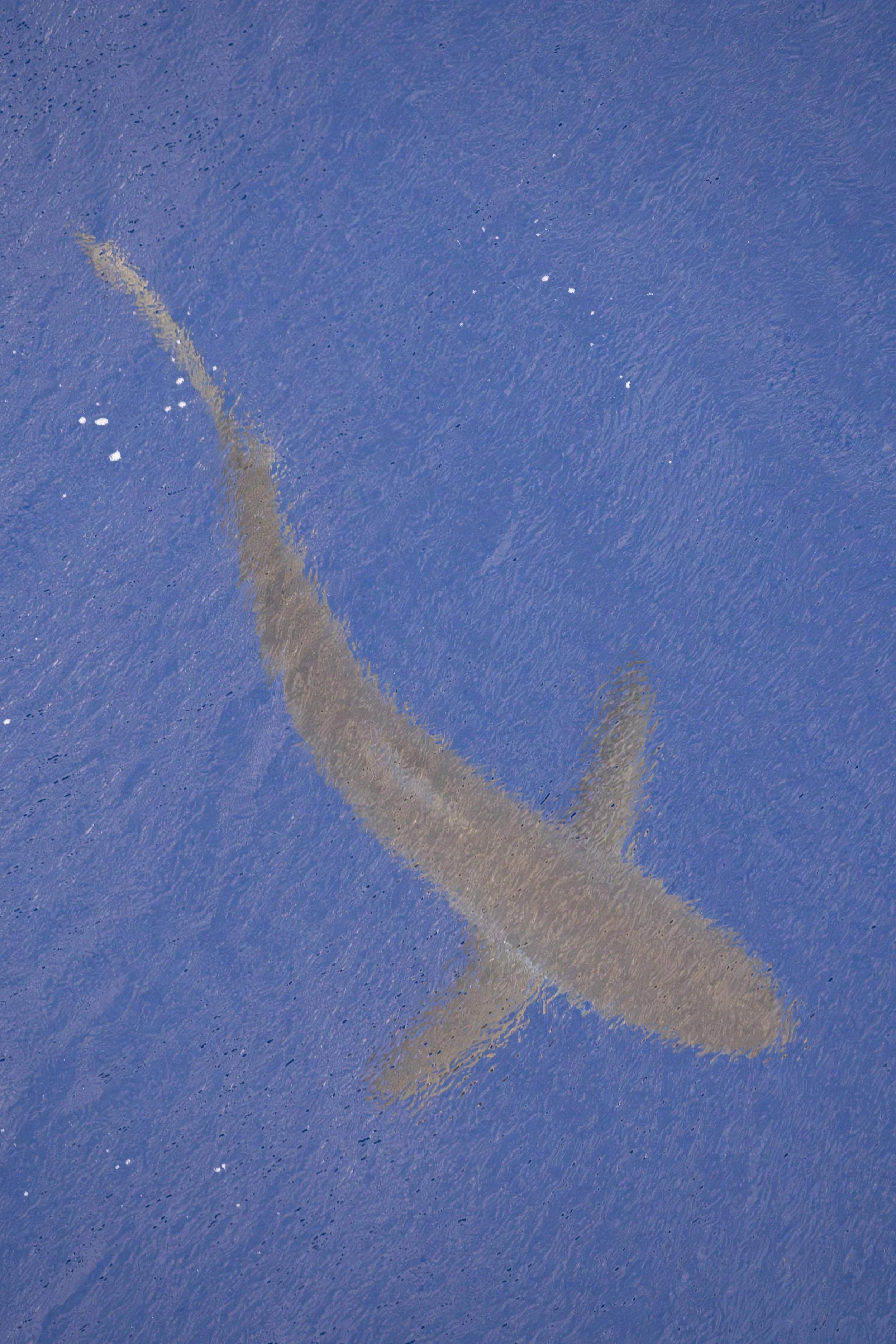 Shark.jpg