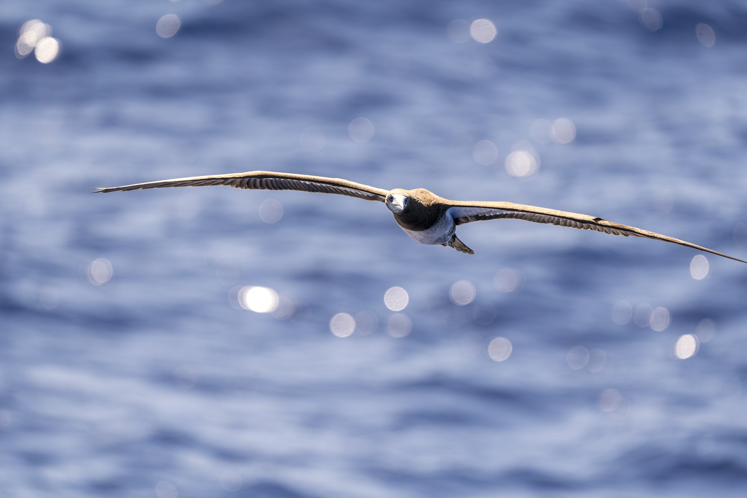 Brown Booby_5.jpg
