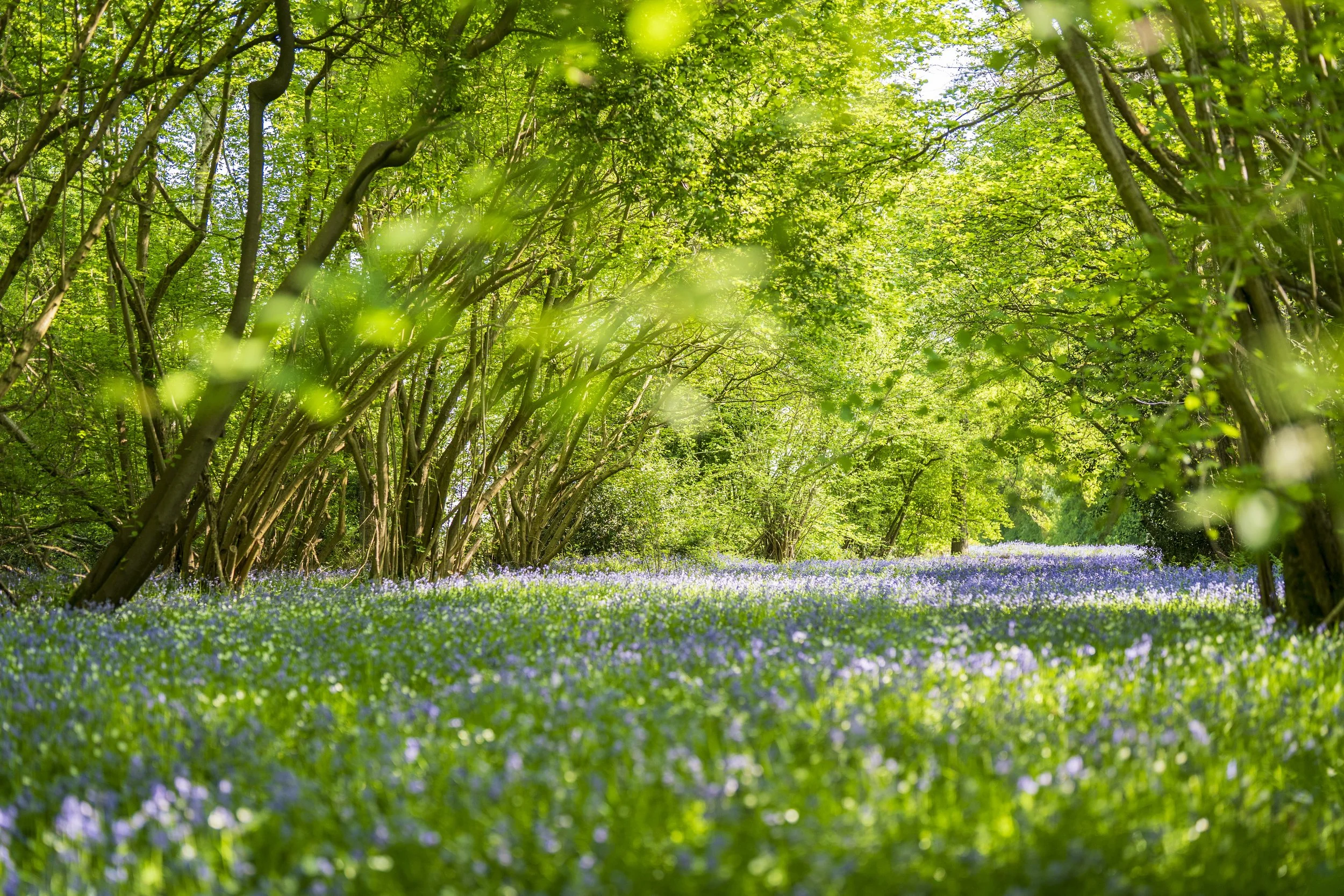 Blueblells_2.jpg
