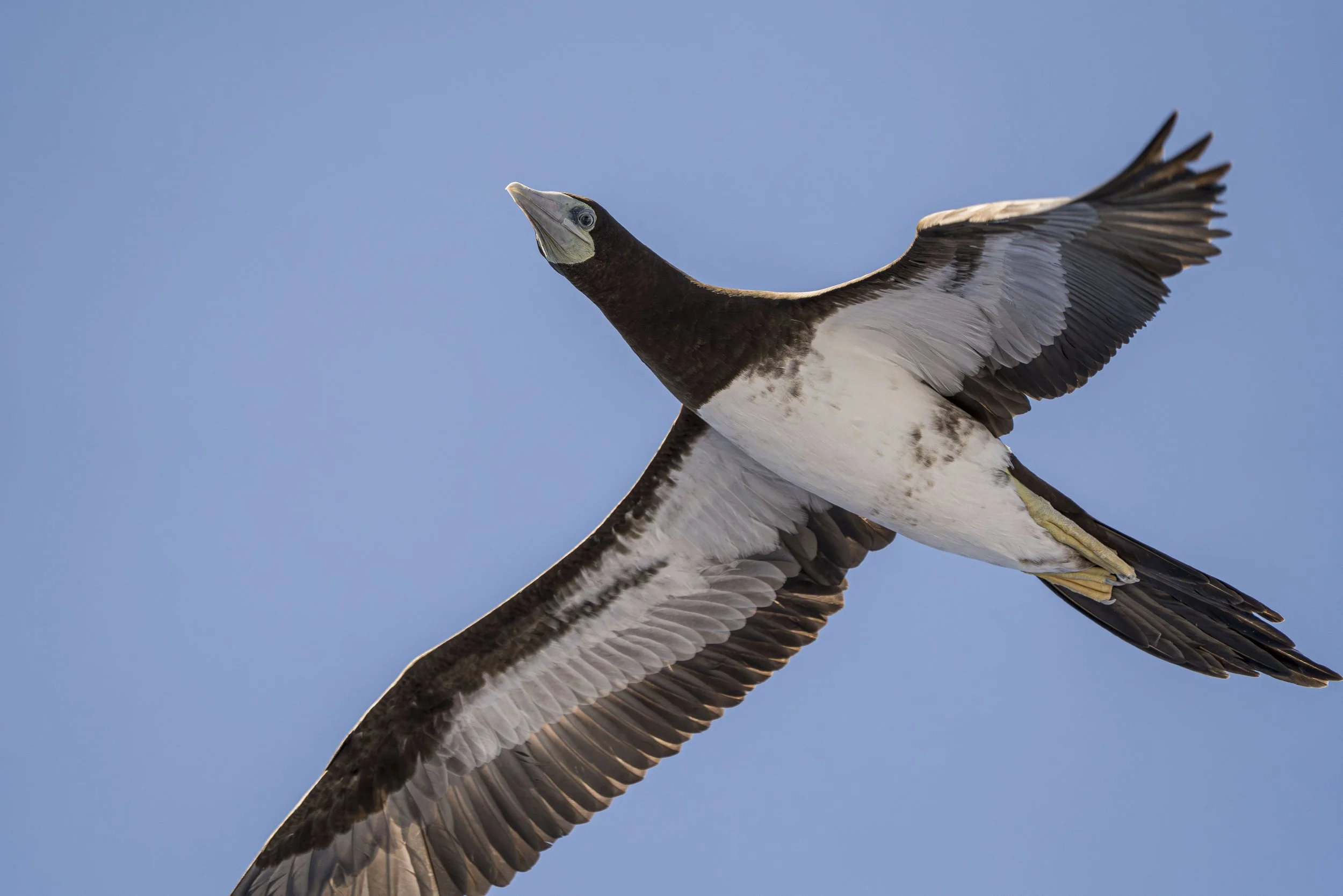 Brown Booby_4.jpg