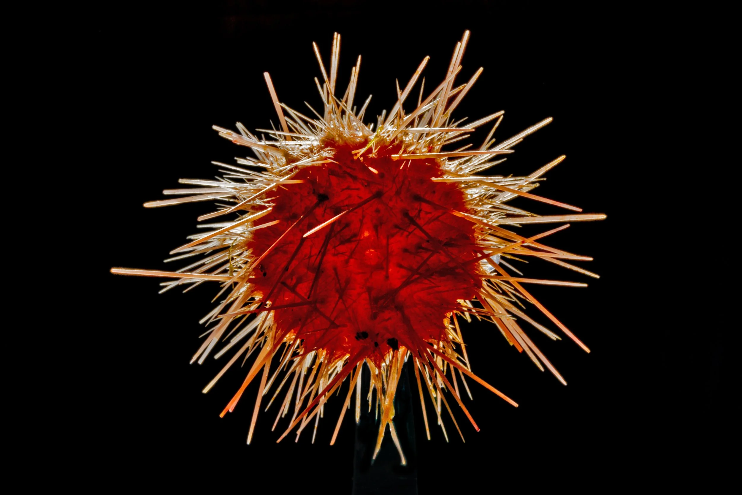 Urchin copy copy.jpg