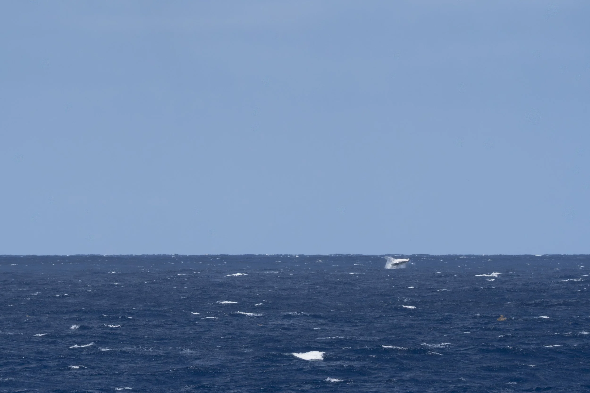 Whale breach far away.jpg