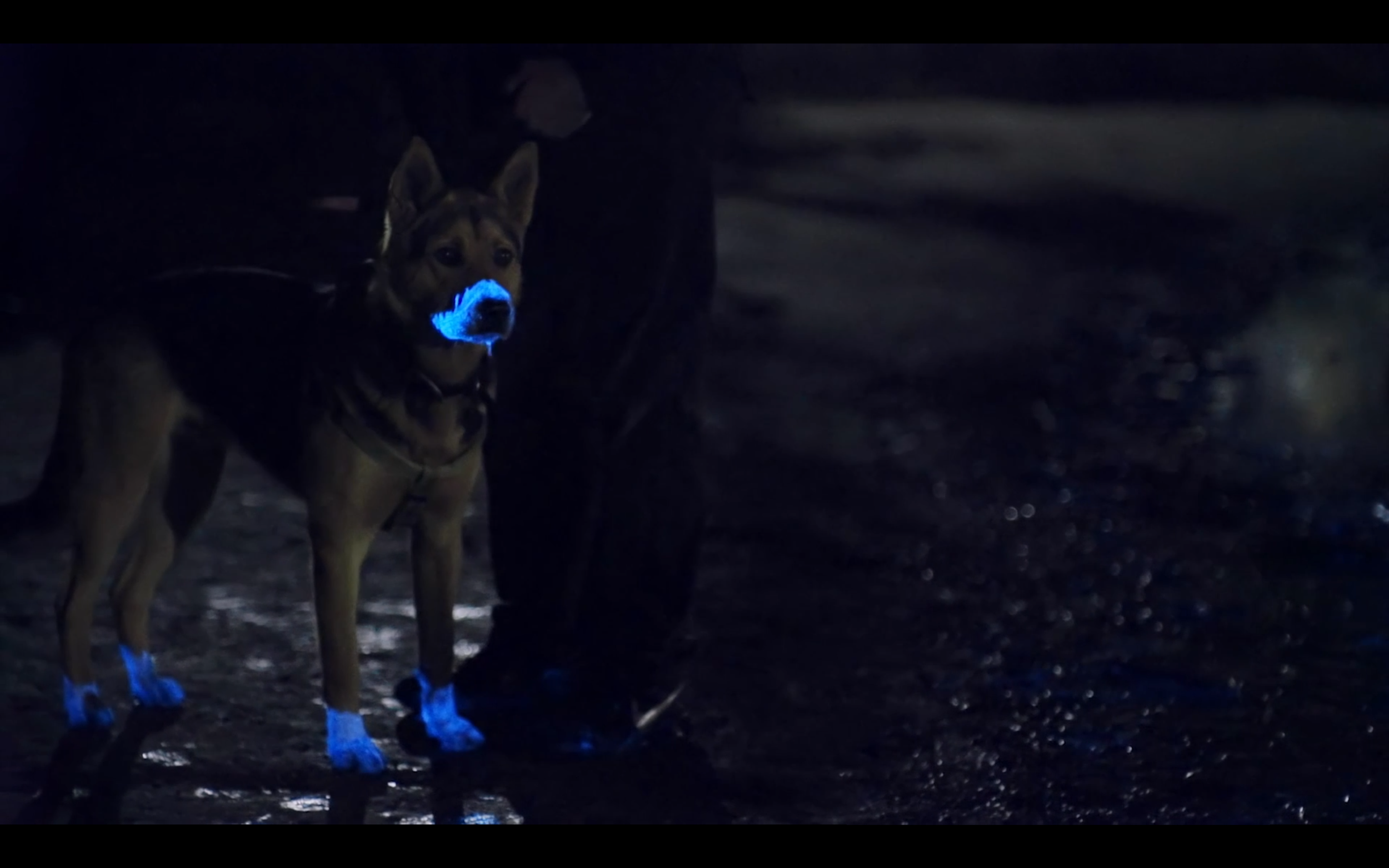 Screen Shot 2020-03-15 at 12.31.04 pm.png