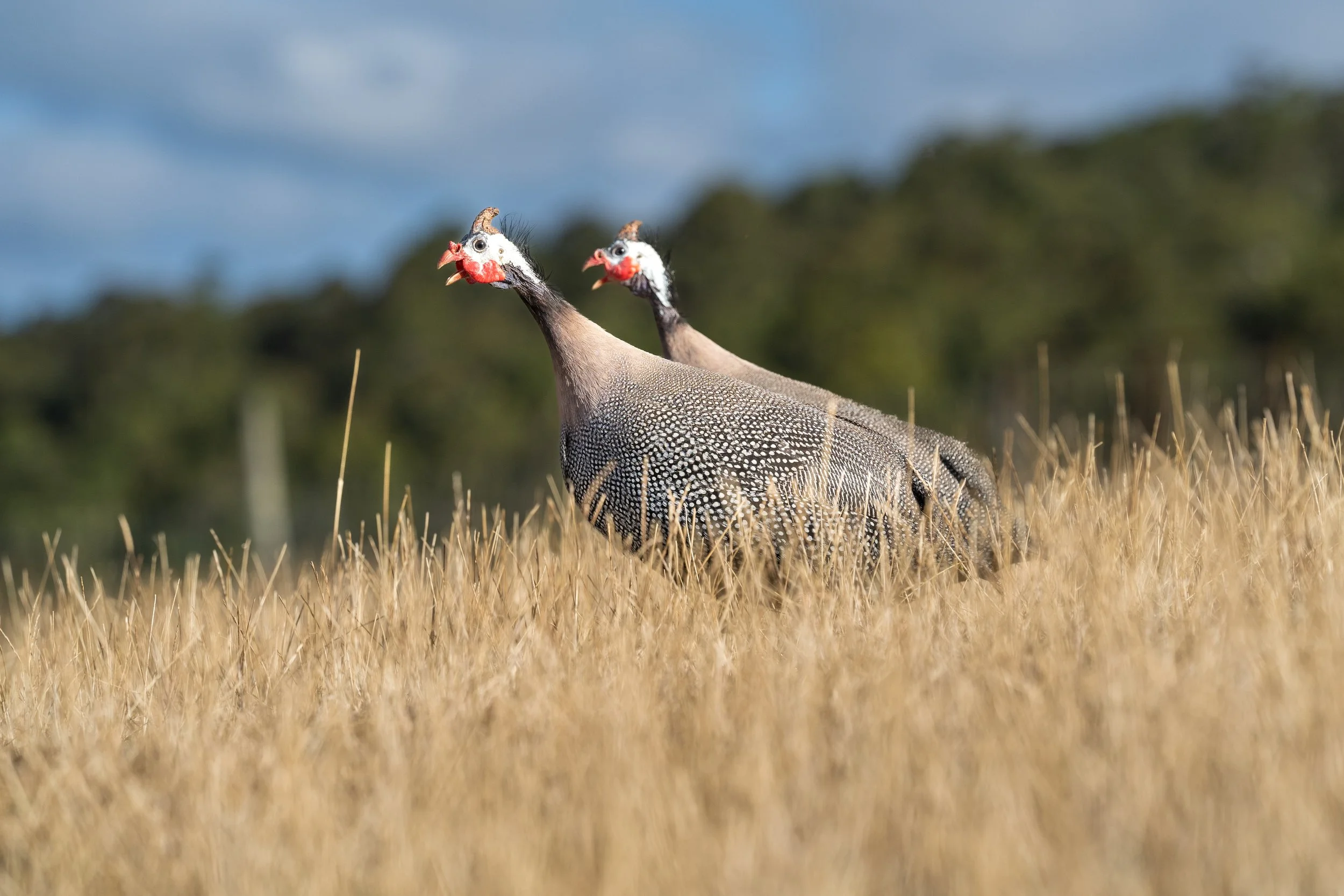 Springfield Deer Farm_49.jpg