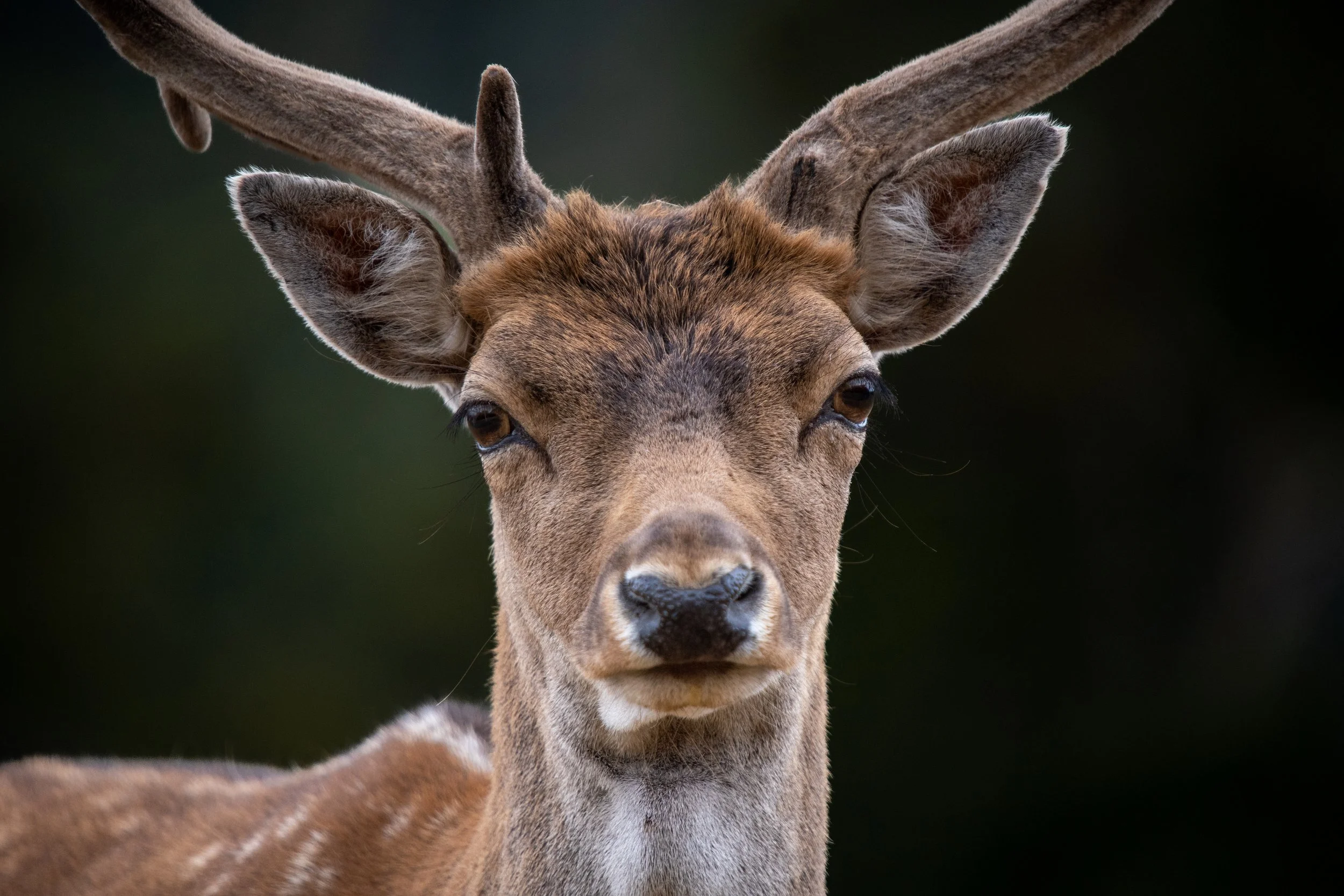 Springfield Deer Farm_127.jpg