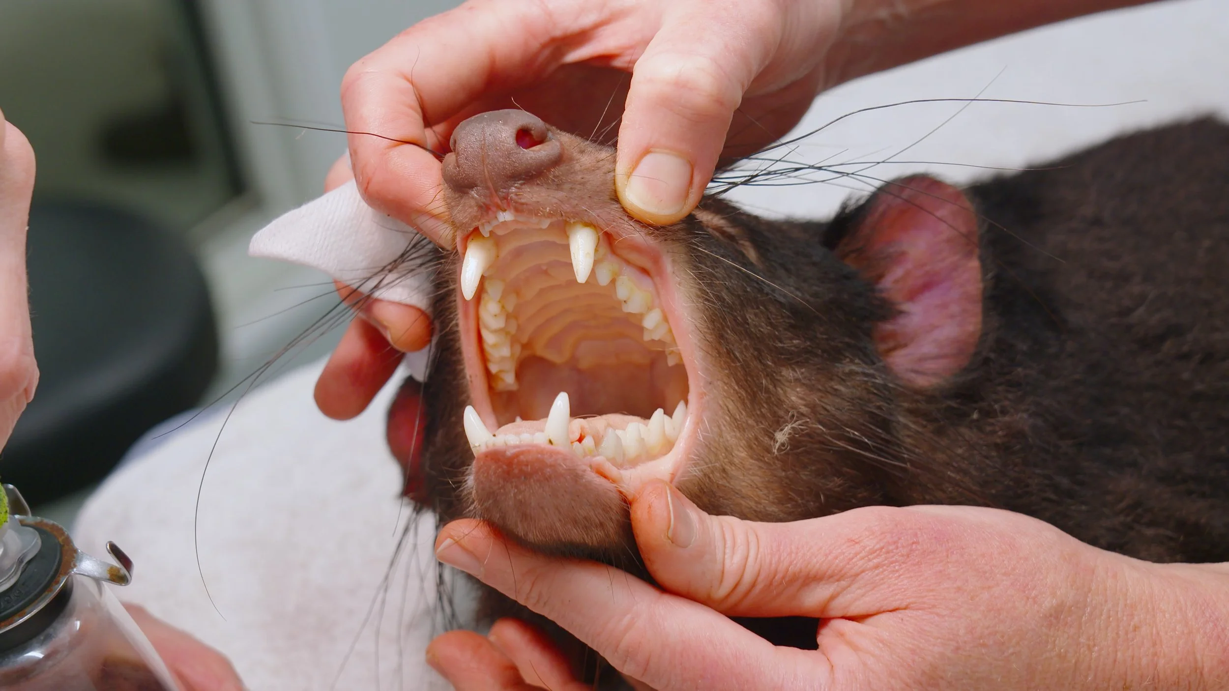 Devil Checkup Bonarong 2.jpeg