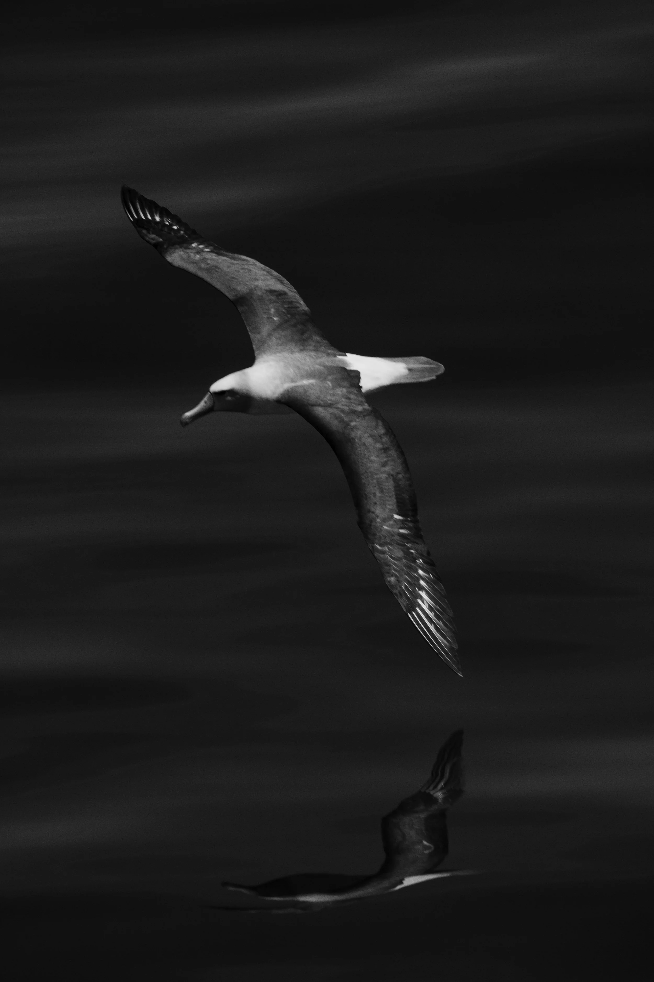 Black and White Albatross_20.jpg