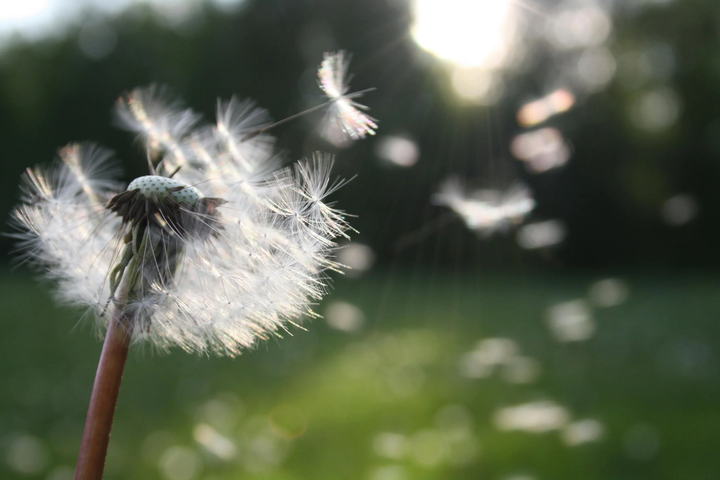 What Functional Medicine Really Means to Us in Oakland (and How It Changed the Way We Practice)