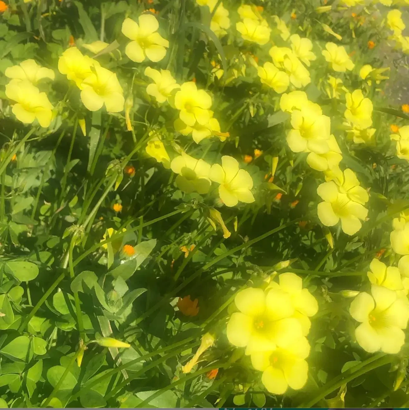 Bermuda buttercup