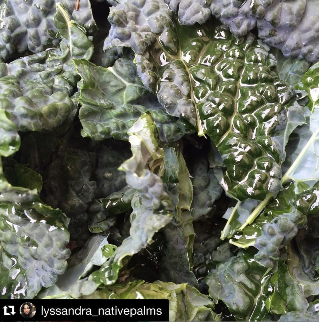 lacinato kale leaves