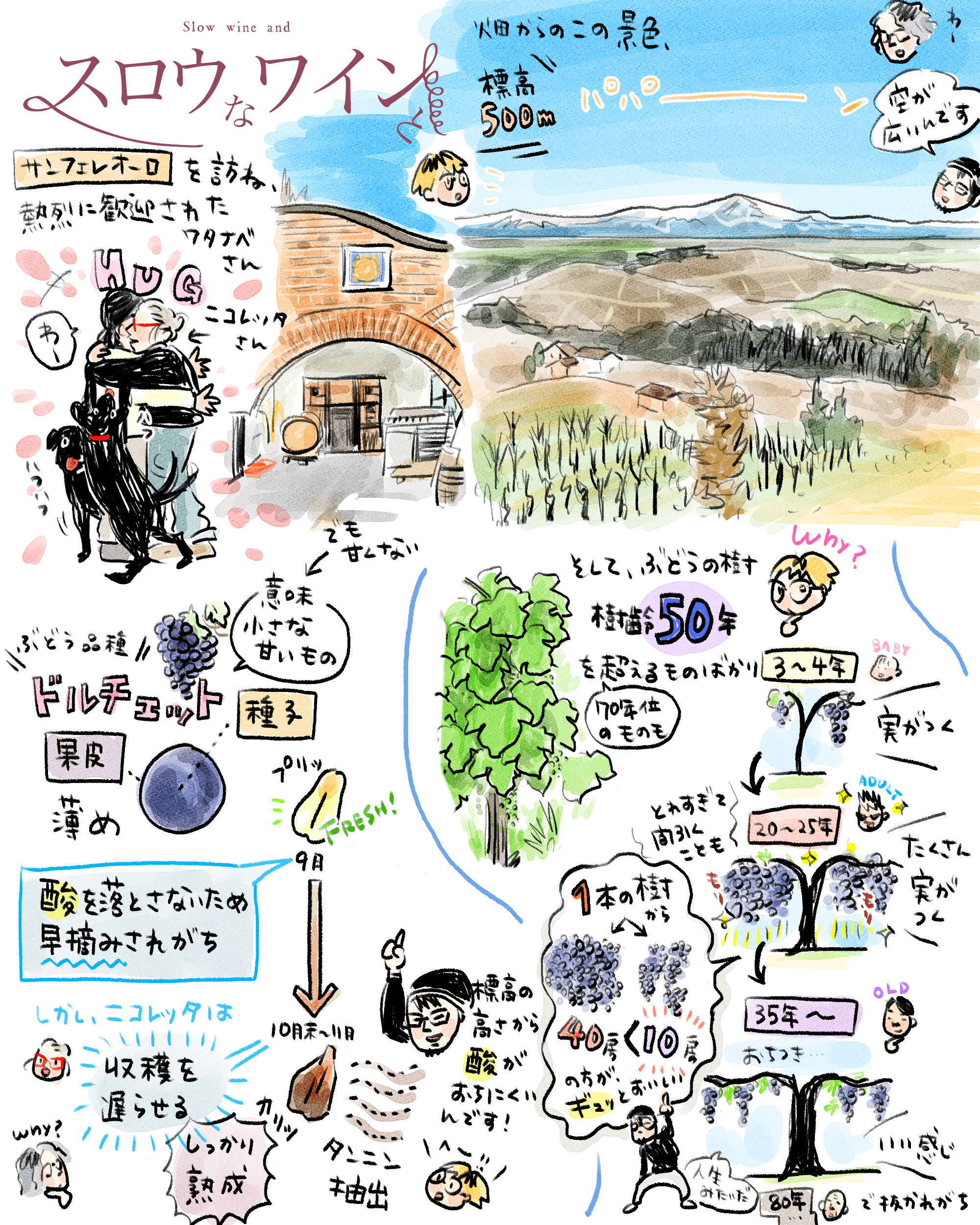 サンフェレオーロ-2.png