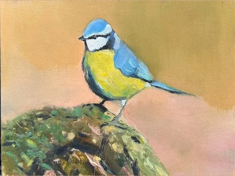 Blue Tit