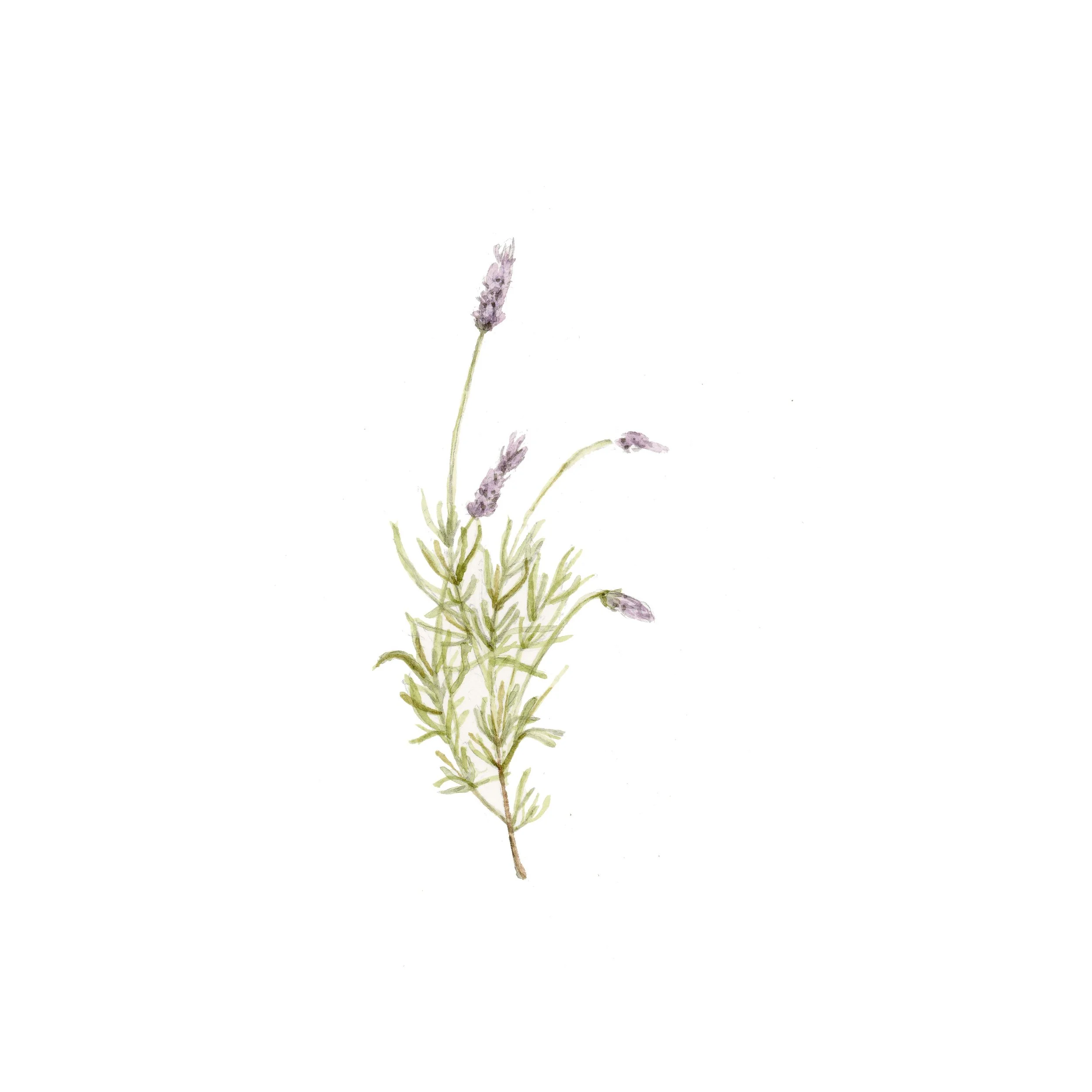 lavendar.jpg