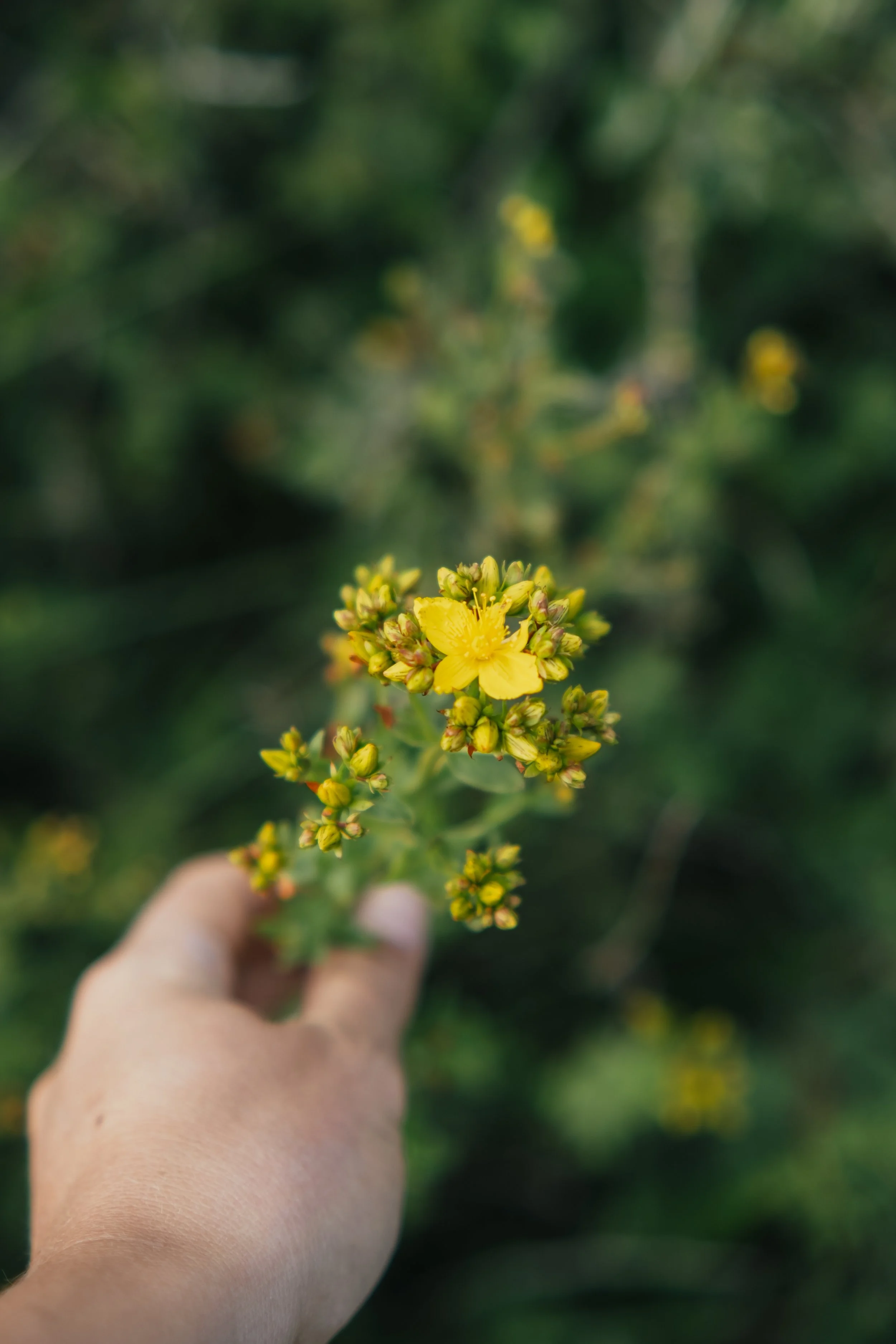wildplukken op Texel