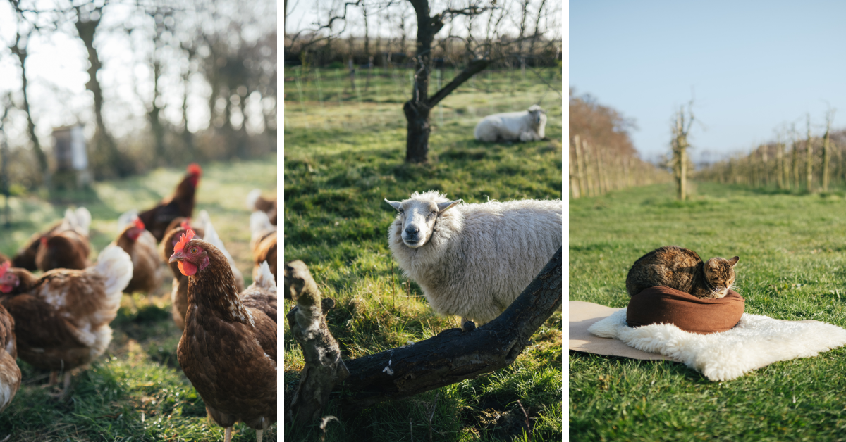 Yoga lessen midden in de natuur