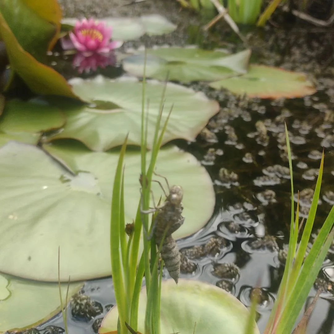 Even a small pond is great for wildlife. Among other critters at the Accidental Arts and Ecology Centre we have newts, frogs and toads as well as many invertebrates. Here's an exoskeleton left by a dragonfly larva as it transformed into a dragonfly .