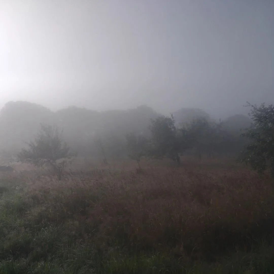Misty morning, Prospect Orchard...