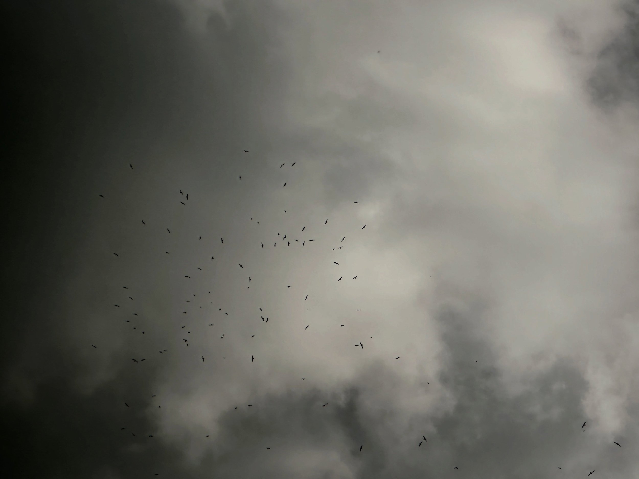 Circling #birds #seagulls #circling #sussex #artphotography