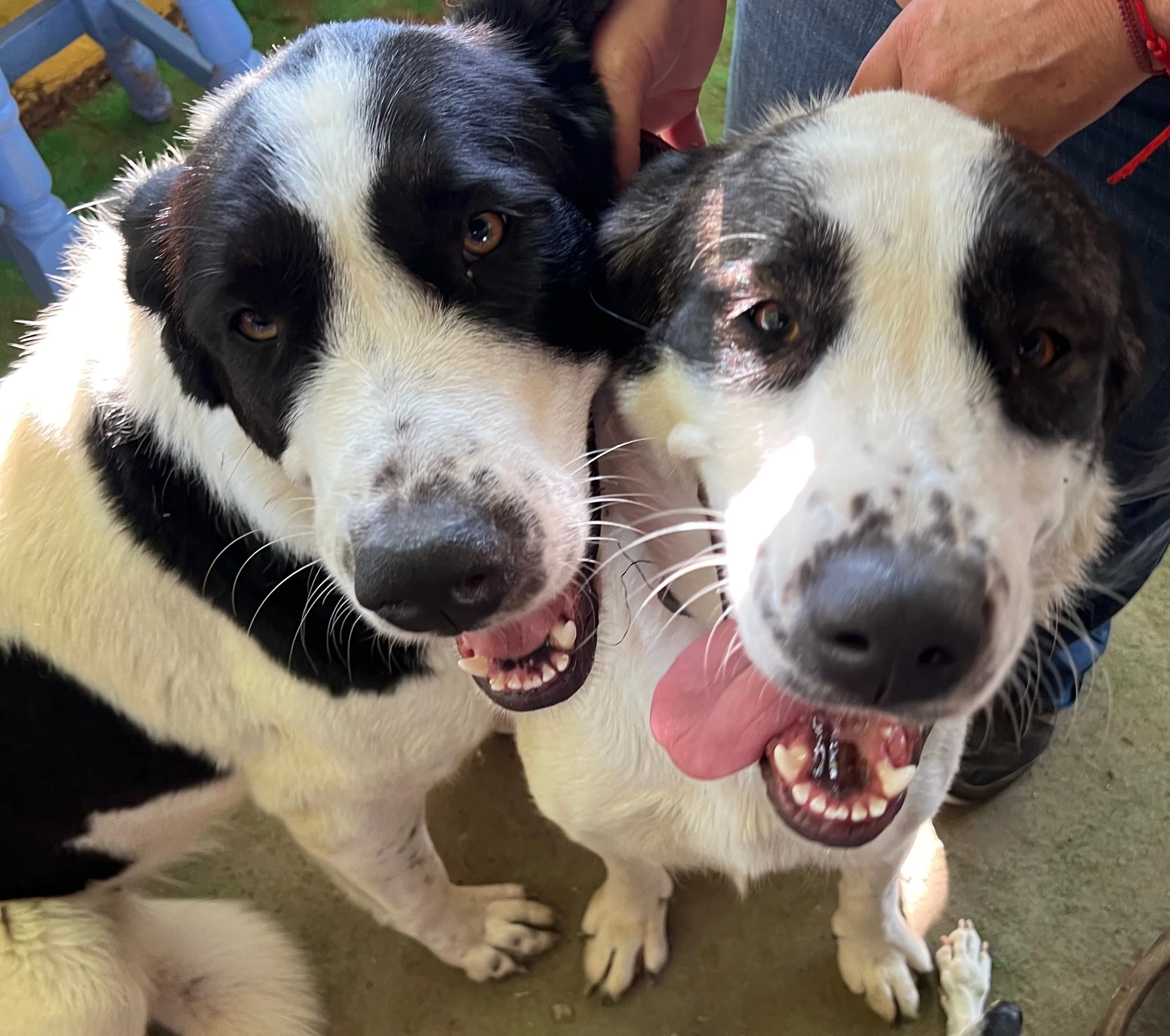 Meet Our Gentle Giants