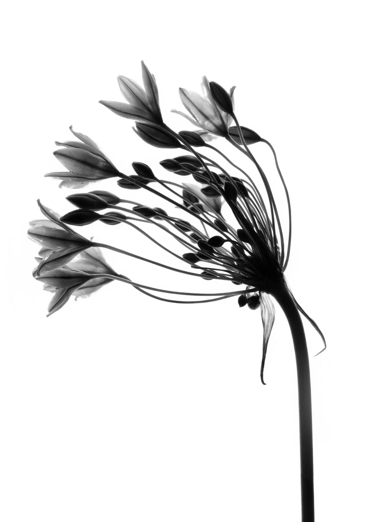 B&W_FlowerStem.jpg