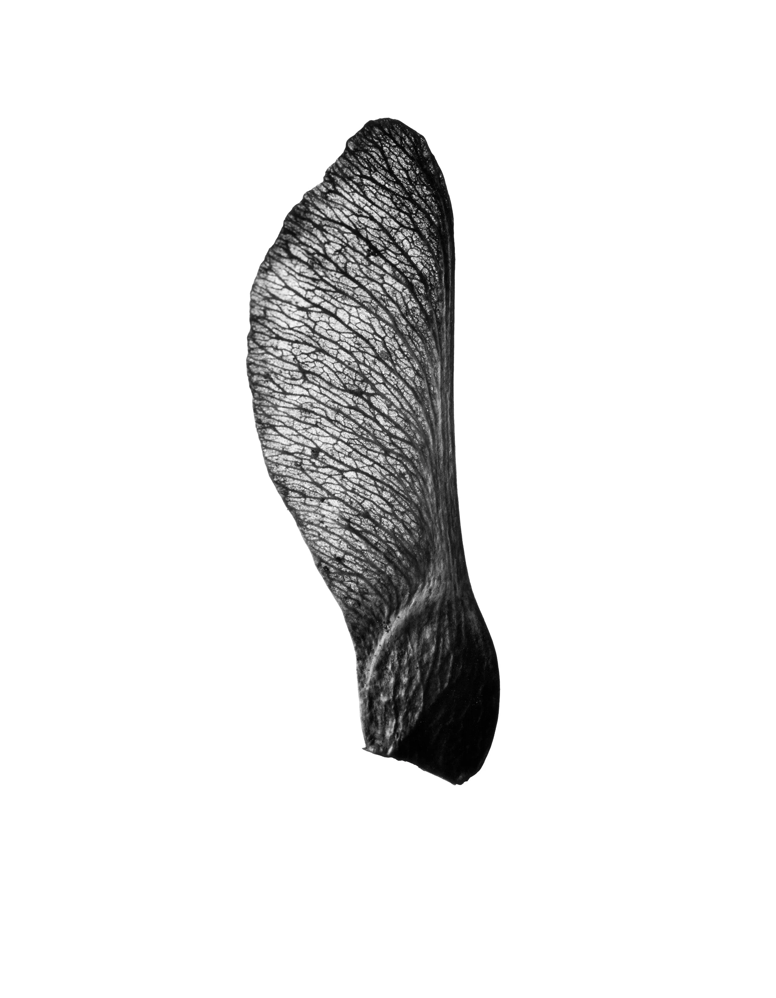 SOLO SYCAMORE