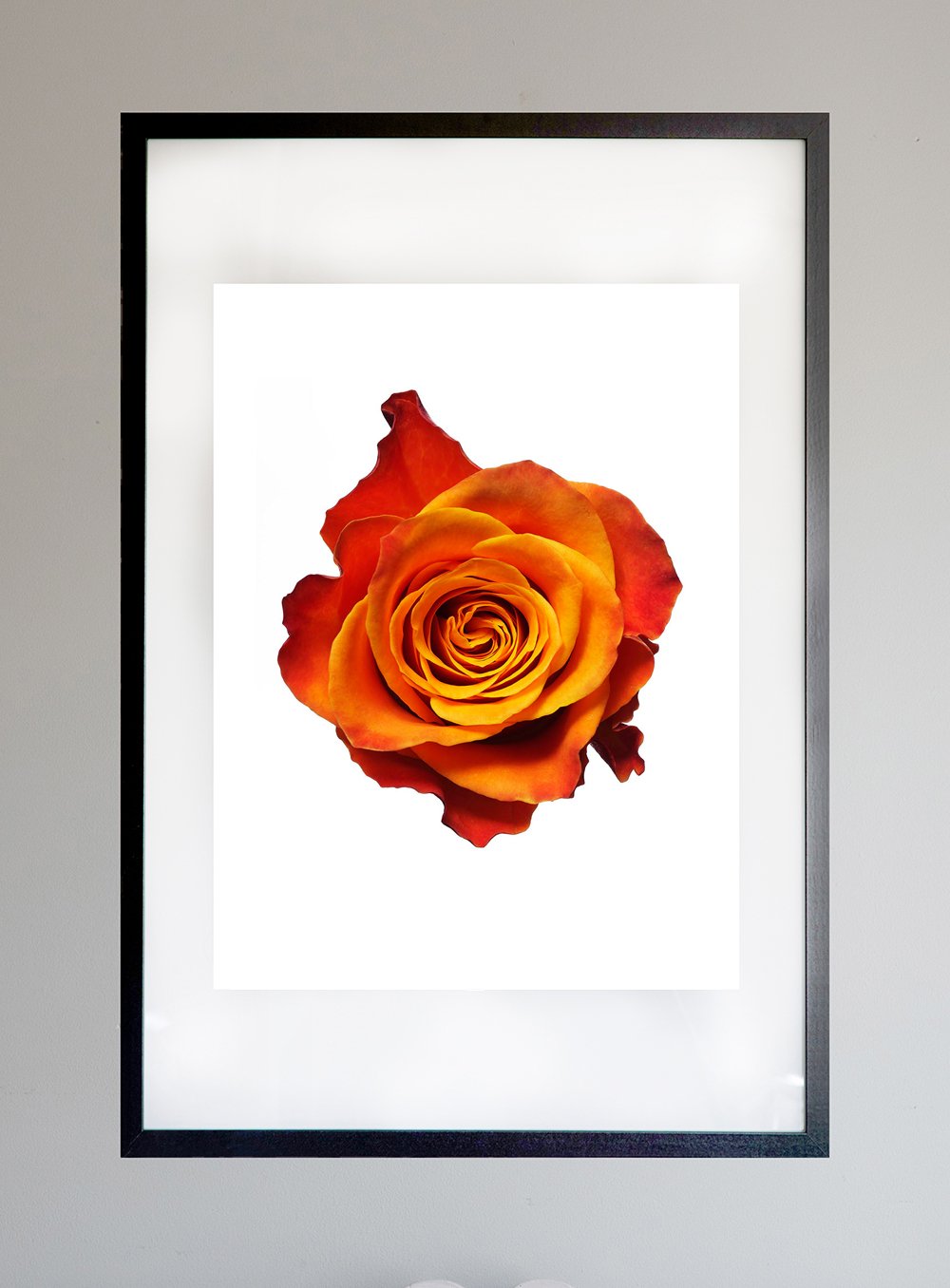 FramedBurntRose.1.jpg