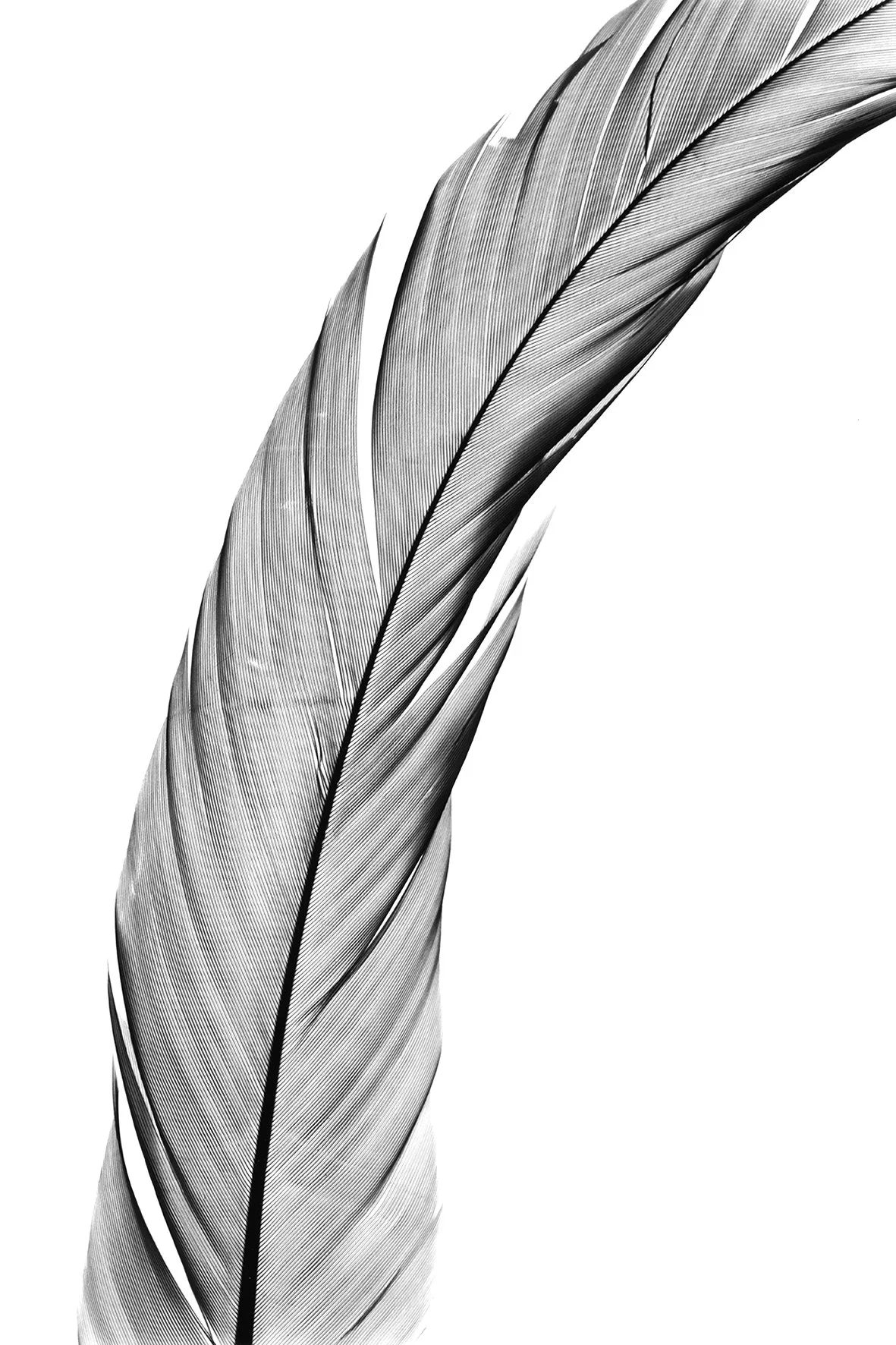 FEATHER