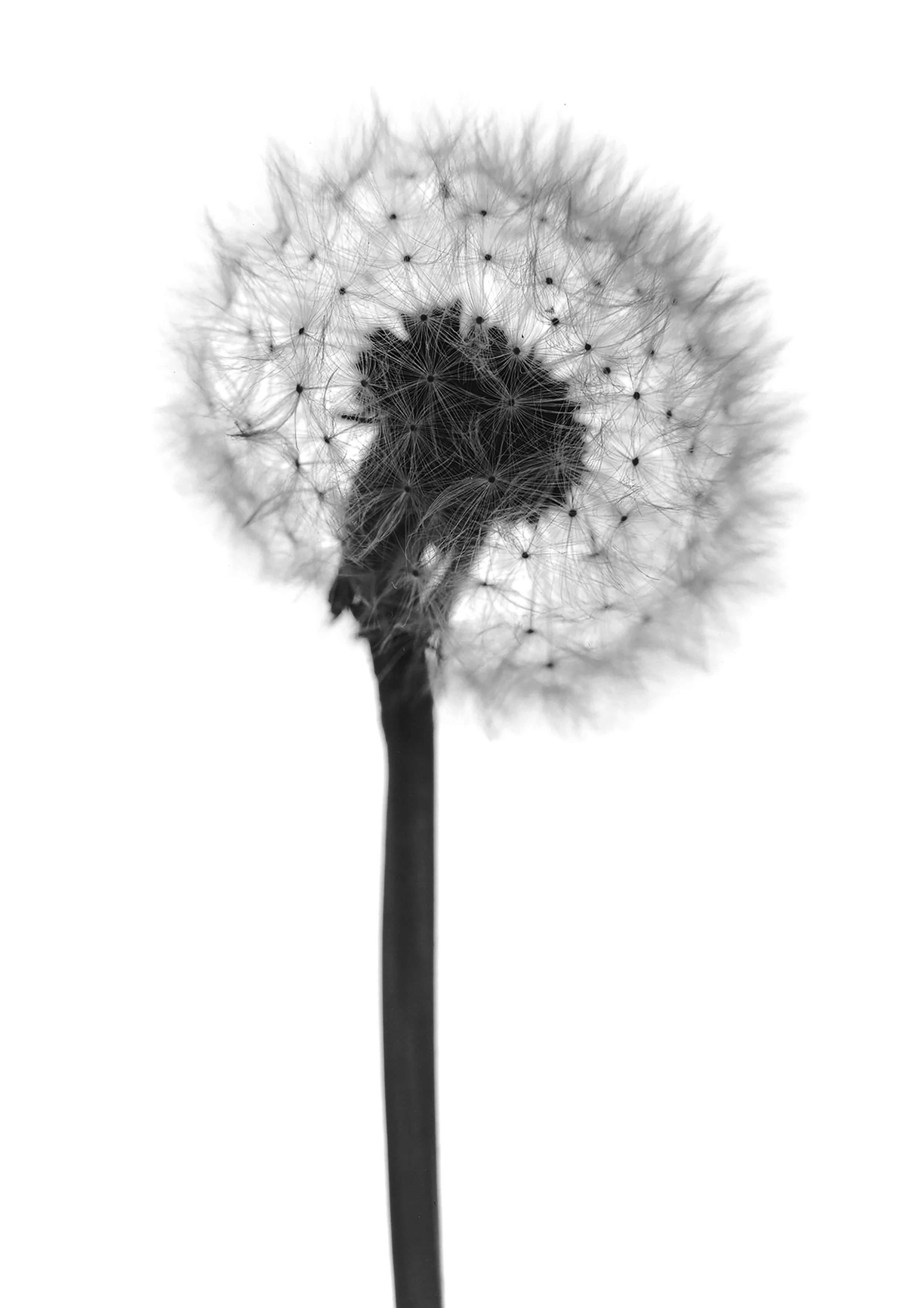 TARAXACUM